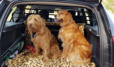 Votre chien en voiture en toute sécurité : 6 conseils